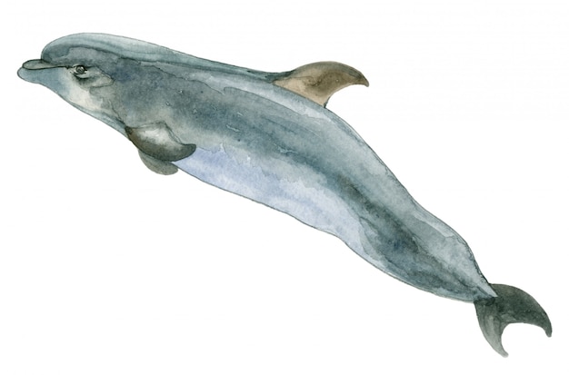 Watercolor blue dolphin