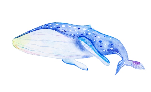 Watercolor blue whale