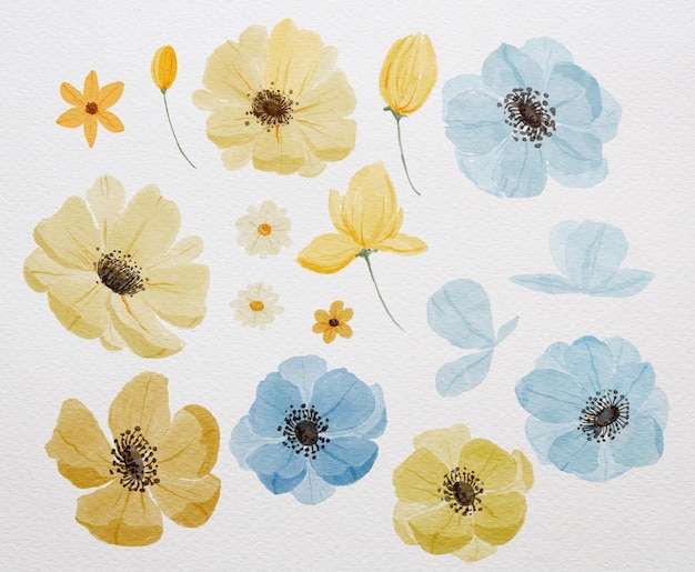 Watercolor blue and yellow flowers isolate on a white background