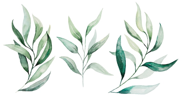 Watercolor botanical leaves illustration set illustration  isolated