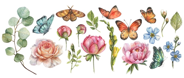 Watercolor botanical set with illustrations of colored butterflies and flowers peony buds roses