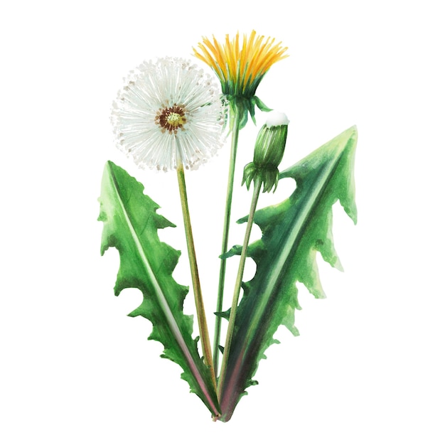 Watercolor bouquet of dandelions flowers and green leaves Hand painting clipart botanical meadow