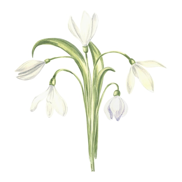 Watercolor bouquet of white snowdrops flower isolated hand drawn illustration spring blossom saffron