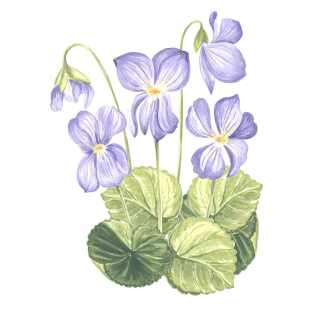 Watercolor bouquet of wild violet flower with leaves and buds isolated hand drawn illustration of