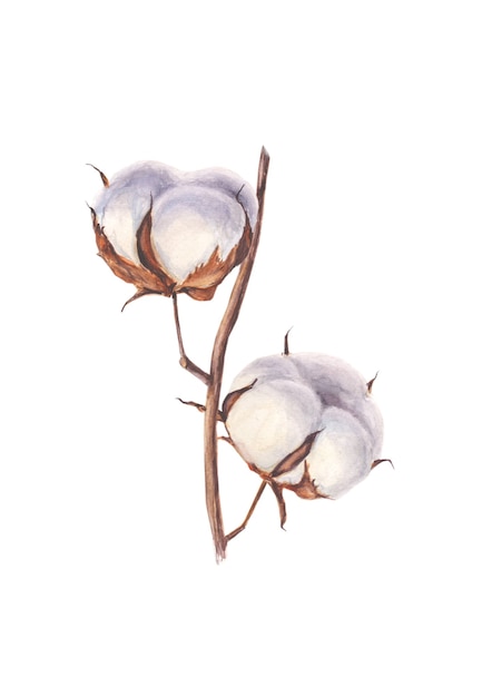 Watercolor branch of cotton on a white background