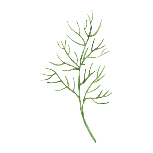 Watercolor branch of dill