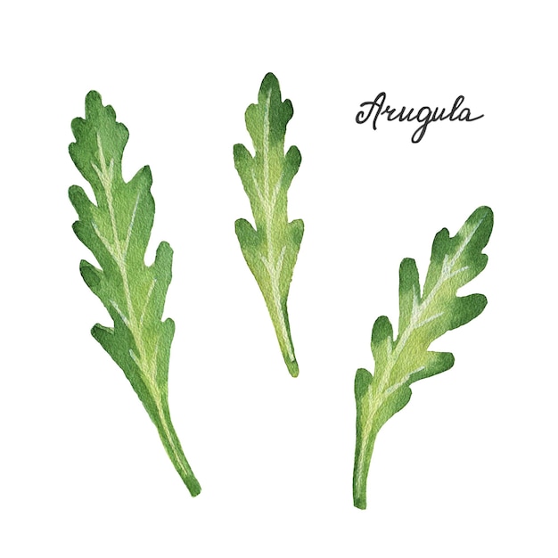 Watercolor branches and leaves of arugula