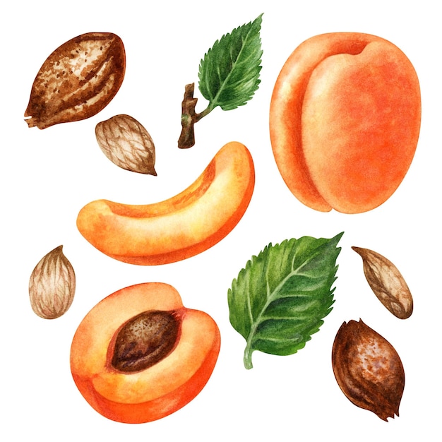 Watercolor bright orange apricot with green leaves brown pit and kernel