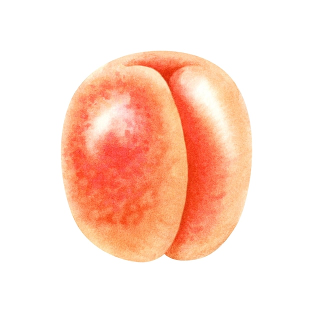 Watercolor bright orange apricot