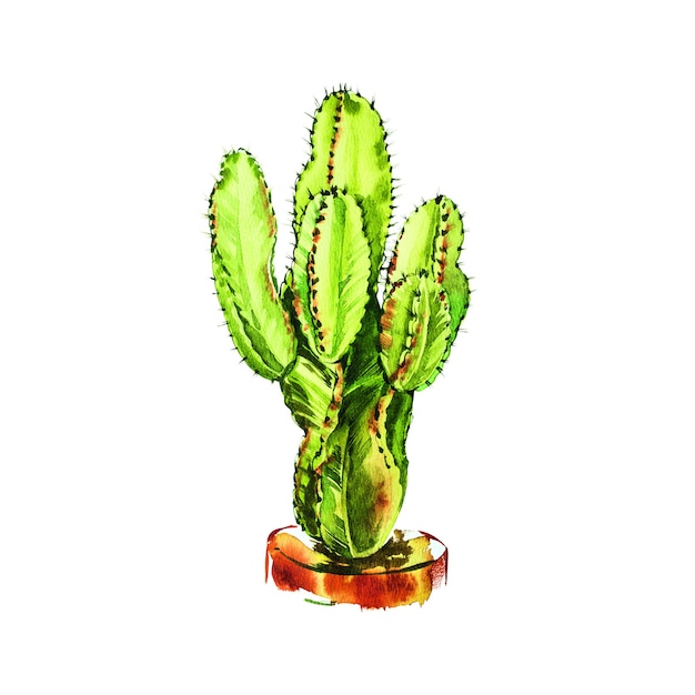 Watercolor cactus isolated on white background. It's perfect for cards, posters, banners, invitations, greeting cards, prints.