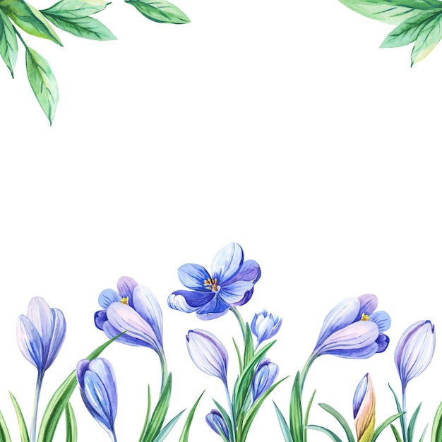 Watercolor card with crocus or saffron green leaves on a white background