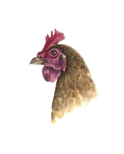 Watercolor chicken portrait illustration rooster head on a white background