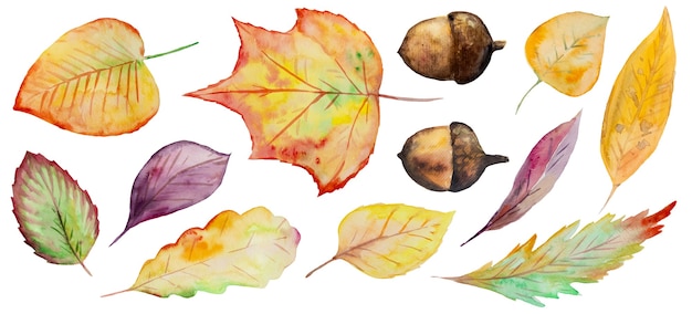 Watercolor collection of beautiful orange autumn leaves isolated set