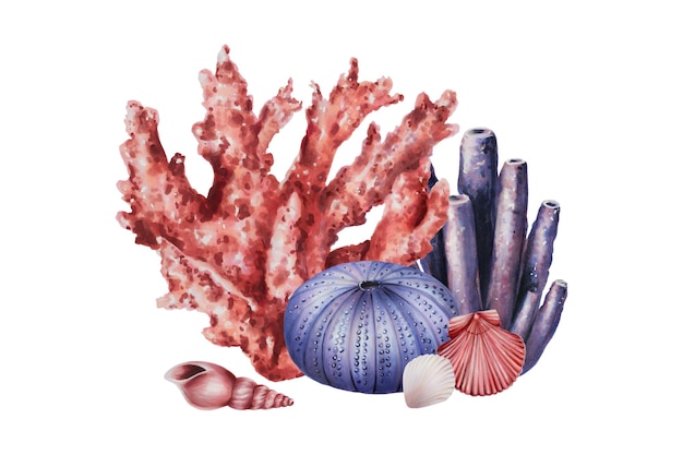 Watercolor composition with corals sea urchin and shells Hand painting clipart underwater life objec