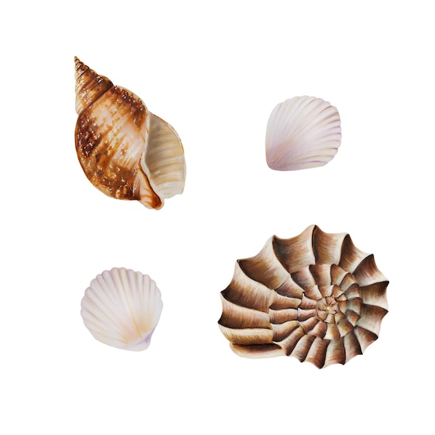 Watercolor composition with shells Hand painting clipart underwater life objects on a white isolated