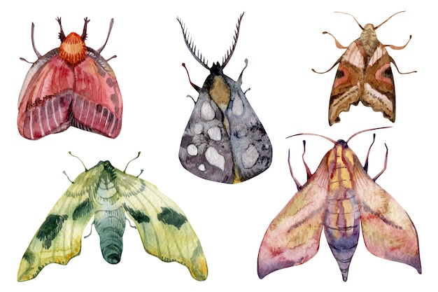 Watercolor different exotic multicolored butterflies moths set isolated on white background