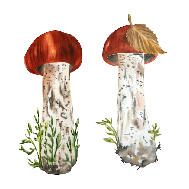 Photo watercolor drawing of mushrooms on a white background can be used to design compositions cards