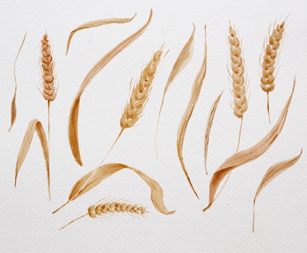 Watercolor ears of wheat on a white background