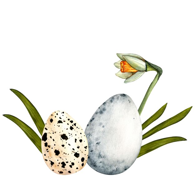 Watercolor easter spring illustration with daffodils and colored eggs Clipart on white background for design