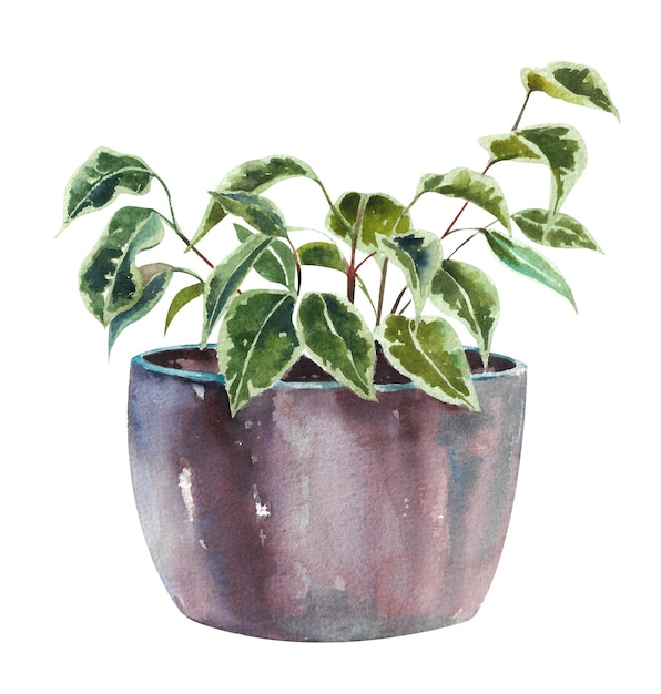 Watercolor Ficus benjamina Homemade ficus in a grey pot