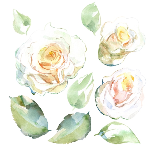 Watercolor floral illustration set of white roses with green leaves Isolated on white background