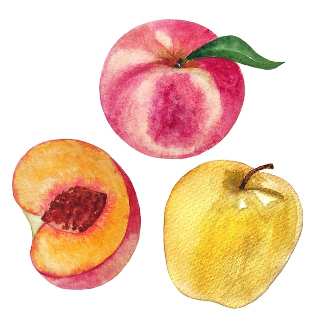 Watercolor fruits, apple and peach, on a white background