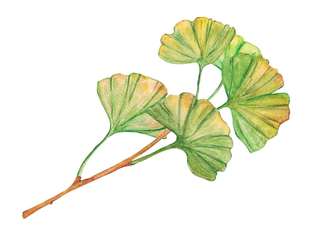 Watercolor ginkgo leaves isolated on white background