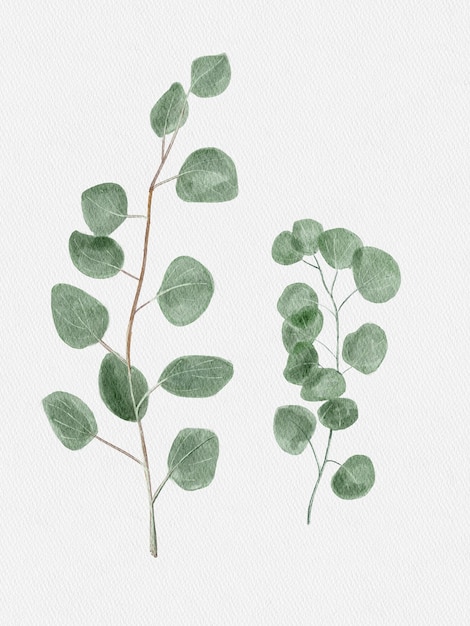 Watercolor green eucalyptus branch Eucalyptus leaves