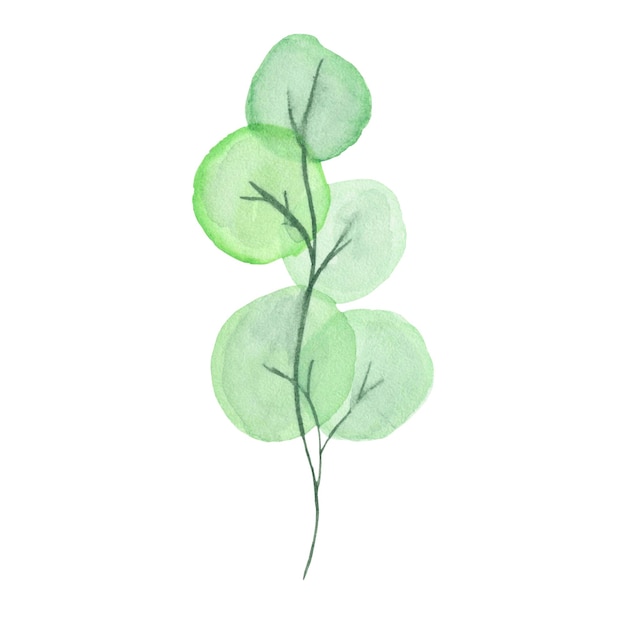 Watercolor green leaf for use in wedding, holiday, logo design. Illustrations isolated greenery