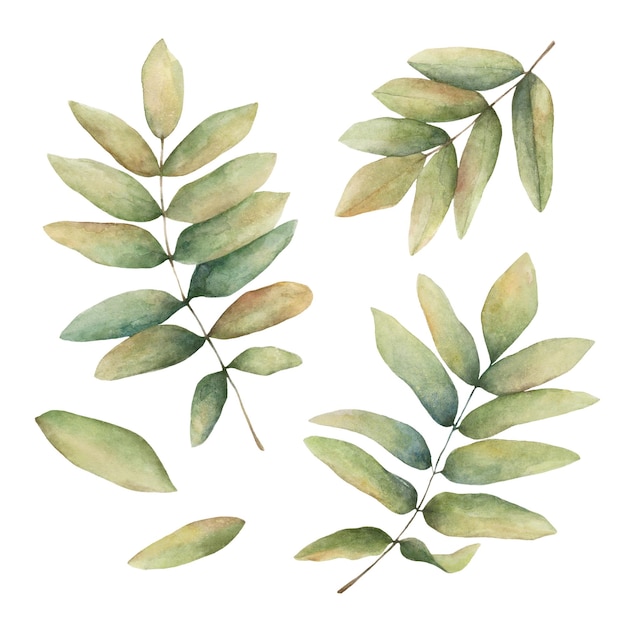 Watercolor green leaves on white background