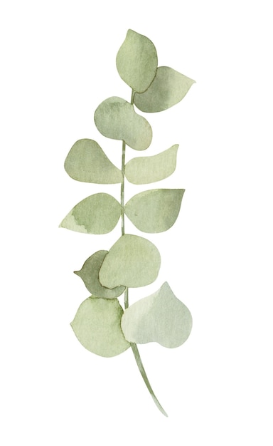 Watercolor green mint eucalyptus leaf Isolated on white background Hand drawn floral illustration