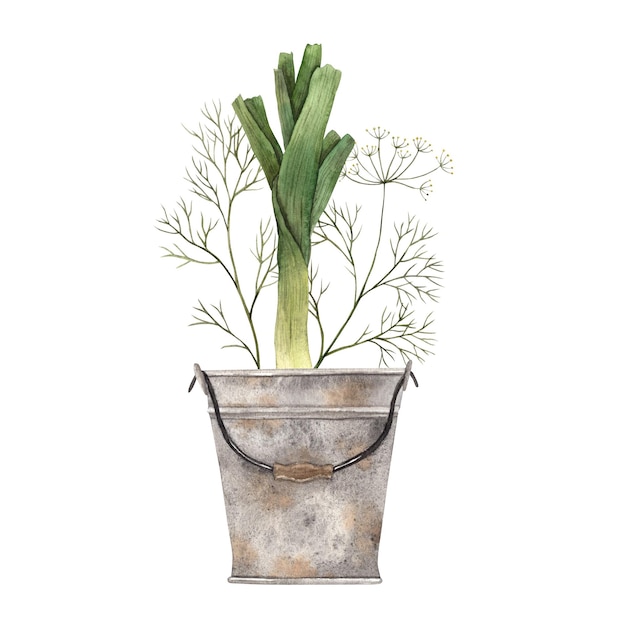 Watercolor green onions and dill in rusty gray bucket composition Handdrawn botanical illustrations