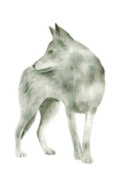 Watercolor Grey Wolf Isolated on White Background