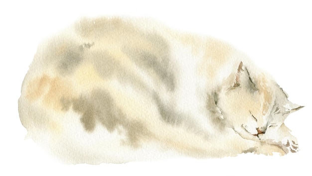 Watercolor hand draw sleeping cat sketch of cute kitten illustration with pet