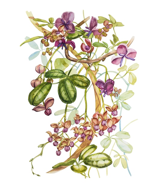 Watercolor hand drawn akebia quinata leaves and purple flowers on a white . Botanical illustration.