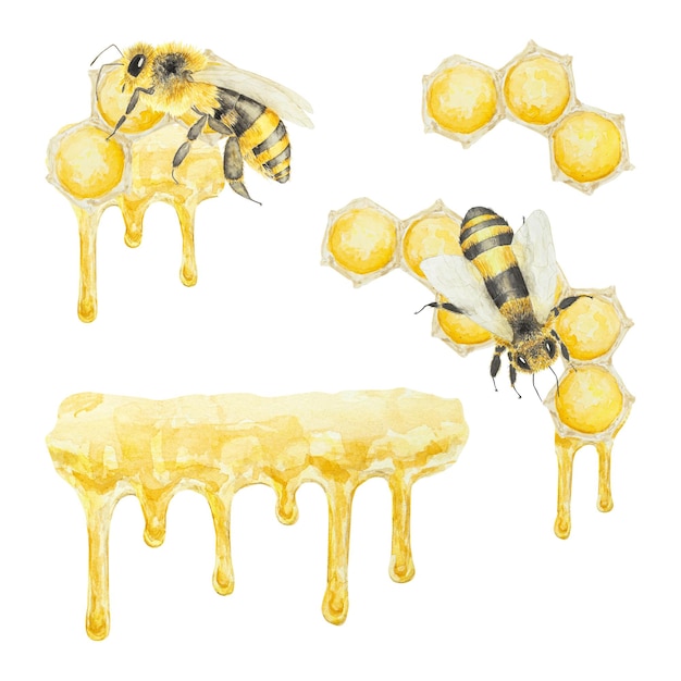 Watercolor hand drawn bee and honey isolated on white background