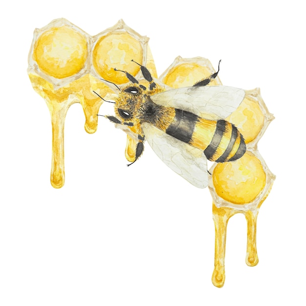 Watercolor hand drawn bee and honey isolated on white background