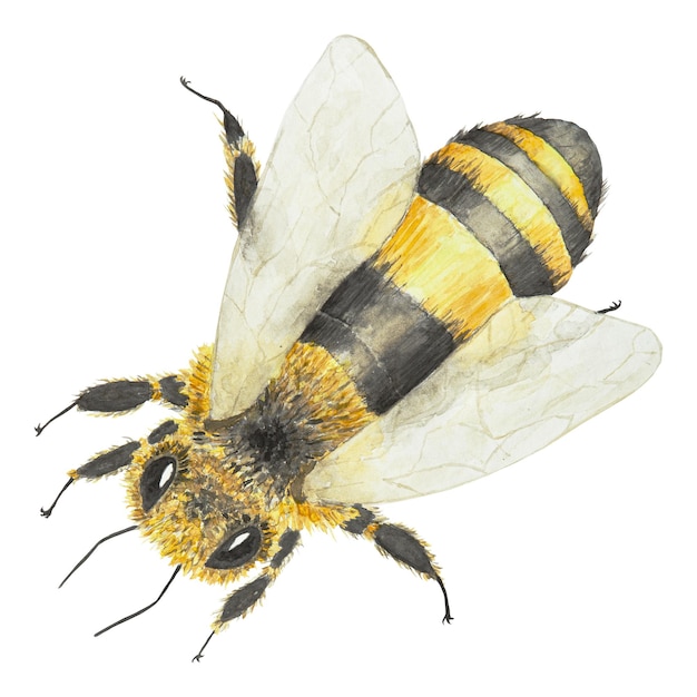 Watercolor hand drawn bee isolated on white background