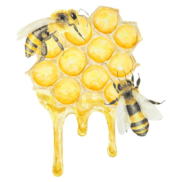 Watercolor hand drawn bee isolated on white background