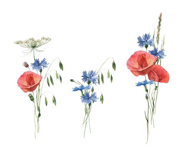 Watercolor hand drawn bouquet of poppies cornflowers and herbs