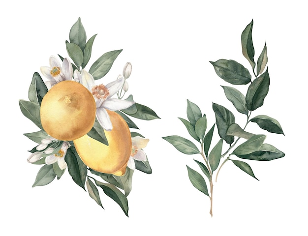 Watercolor hand drawn bouquets of lemons citrus flowers and branches on white background