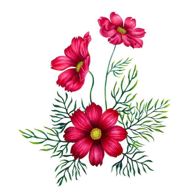 Watercolor hand drawn cosmos flowers in trendy color viva magenta.