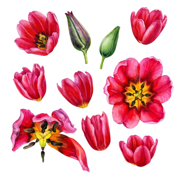 Watercolor hand drawn floral illustrations of bright pink tulips