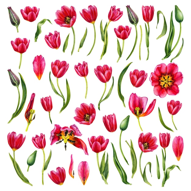 Watercolor hand drawn floral illustrations of bright pink tulips