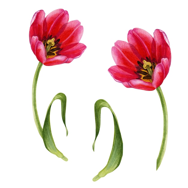 Watercolor hand drawn floral illustrations of bright pink tulips