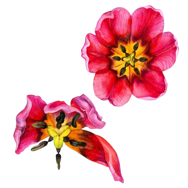 Watercolor hand drawn floral illustrations of bright pink tulips