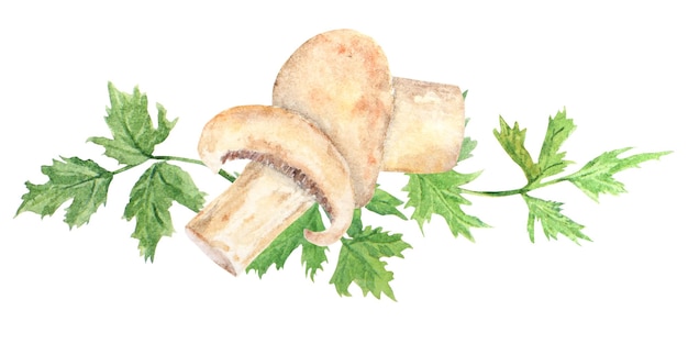 Watercolor hand drawn illustration of mushroom Champignon and parsley