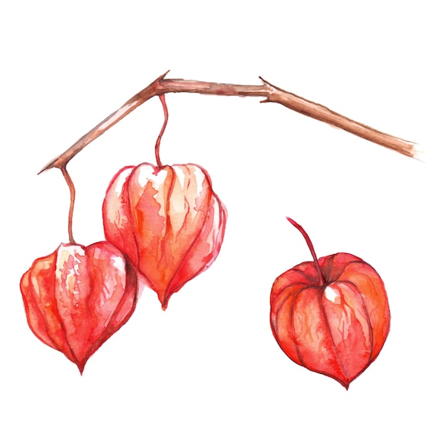 Watercolor hand drawn physalis winter cherry cape gooseberry fruit berry isolated