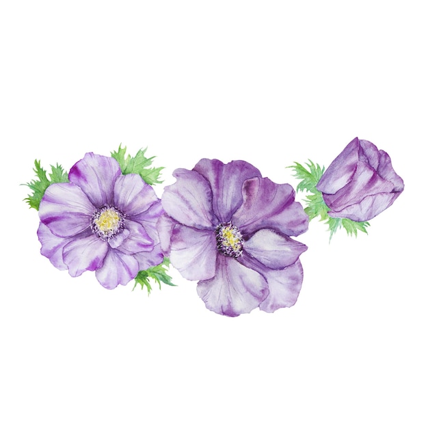 Watercolor hand drawn purple anemones with green leaves isolated on white background