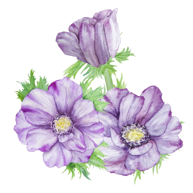 Watercolor hand drawn purple anemones with green leaves isolated on white background